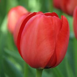 Tulipe Darwin 'Apeldoorn'